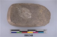 藏品(帆立貝化石)的圖片